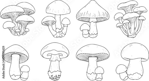 mushrooms, outline, black and white

