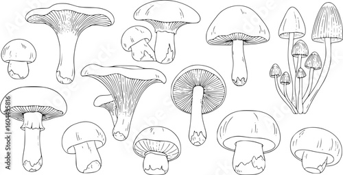 mushrooms, outline, black and white

