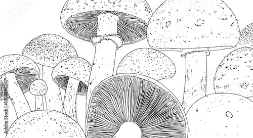 mushrooms, outline, black and white

