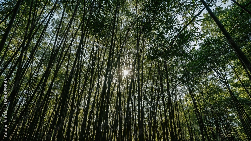 Fototapeta premium Darkness lurking below bamboo