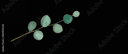 Thin eucalyptus stem drawn in one line with mint and jade watercolor wash floating gently on plain black background