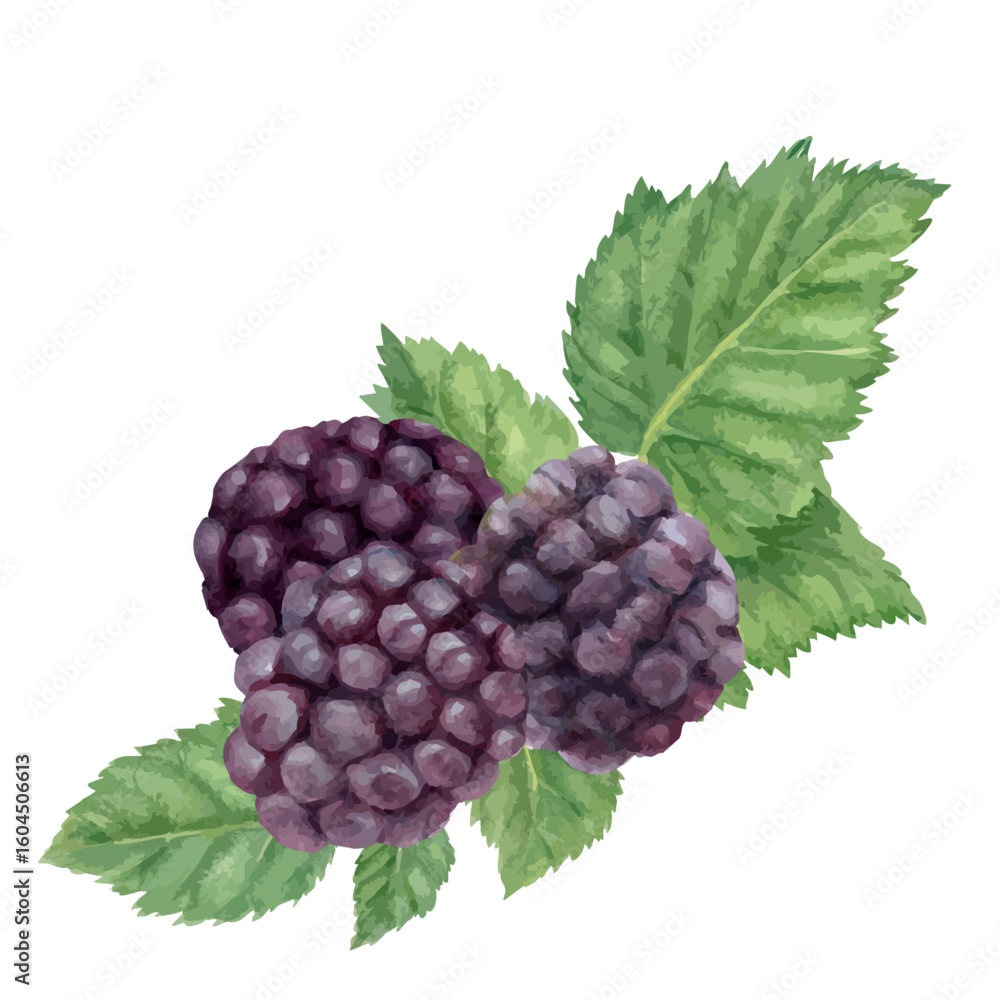 Fototapeta premium 水彩手書きのたくさんのブラックベリーの葉っぱと実
