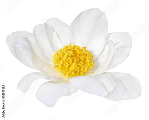 White peony flower with yellow center isolated on transparent  background.
