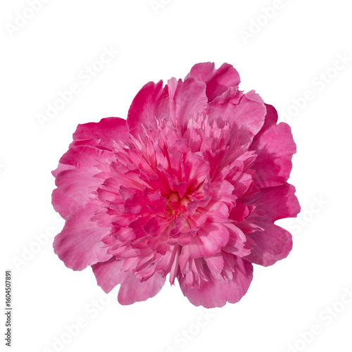 Beautiful pink peony flower isolated on transparent background