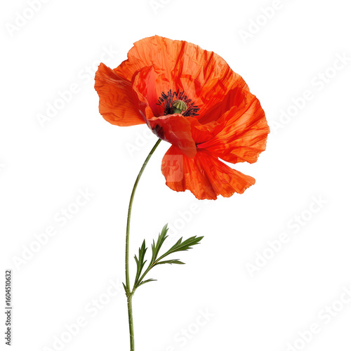 Close-up of a vibrant orange poppy