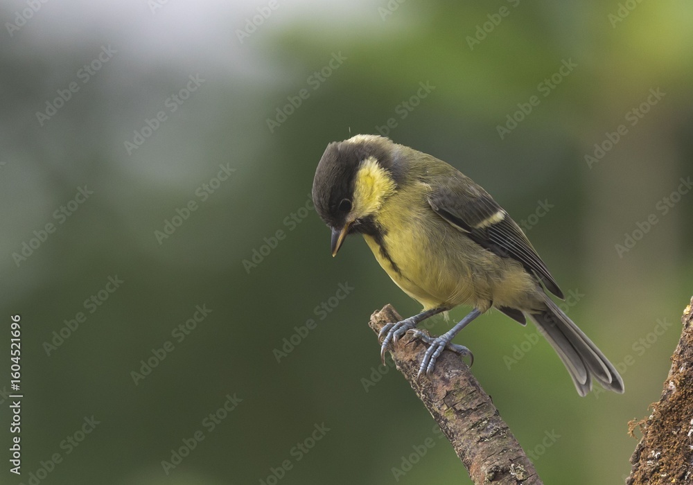 Fototapeta premium Great Tit Bird Perched on a Branch