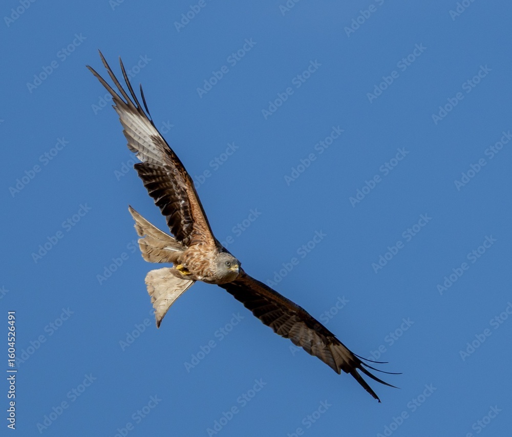 Fototapeta premium Majestic bird of prey in flight.