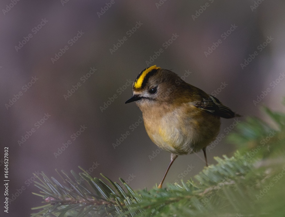 Fototapeta premium Tiny Bird with Yellow Crown on Pine Branch