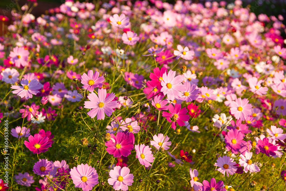 Obraz premium 夕暮れのコスモス畑