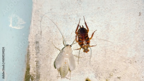 Konstfotografi White cockroaches that have just molted and cockroaches clinging to the wall