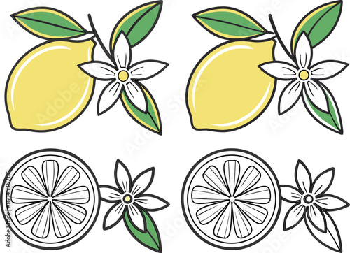 Two yellow lemons with leaves and flowers and two lemon slices with flowers silhouette isolated on transparent background
