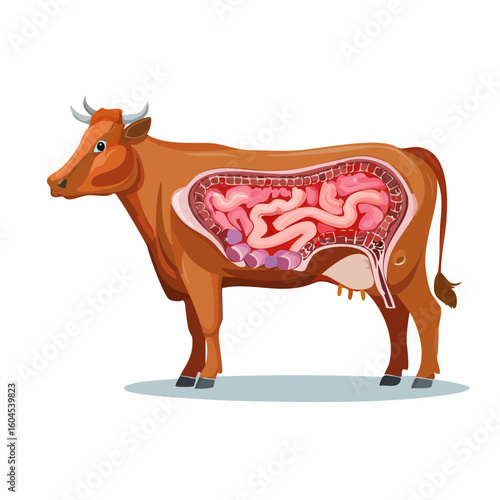 Anatomical vector illustration of a cow's digestive system, detailing the ruminant stomach and internal organs.
