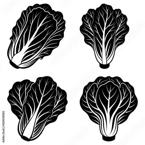 Four monochrome illustrations of bok choy cabbage with detailed leaf veins on a white background artfully arranged