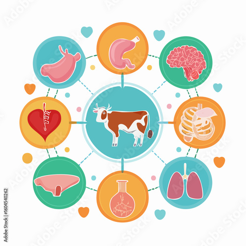 Anatomical vector set of cow organs. Icons of bovine liver, heart, lungs, brain, and stomach for educational use.