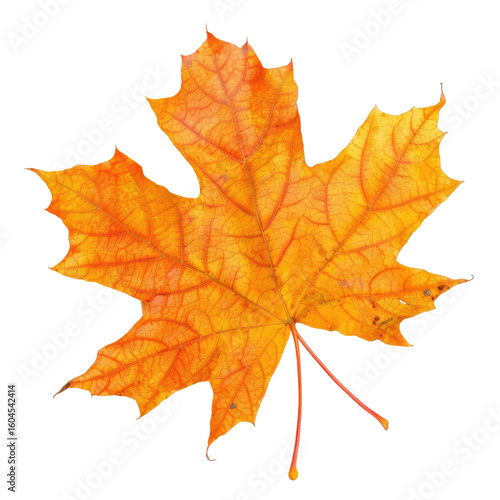 Wallpaper Mural Vibrant autumn maple leaf Torontodigital.ca