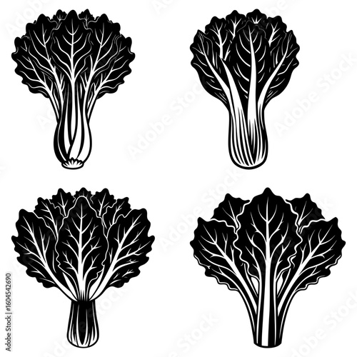 Illustration of four stylized bok choy plants with detailed leaves and stems on a white background