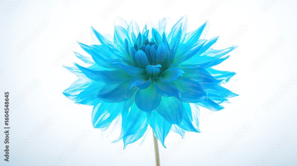 Obraz premium A vibrant light blue dahlia in full bloom, showcasing natural beauty with soft backlighting.