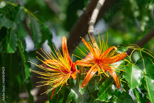 Adansonia za flowers blooming, with green leaves background