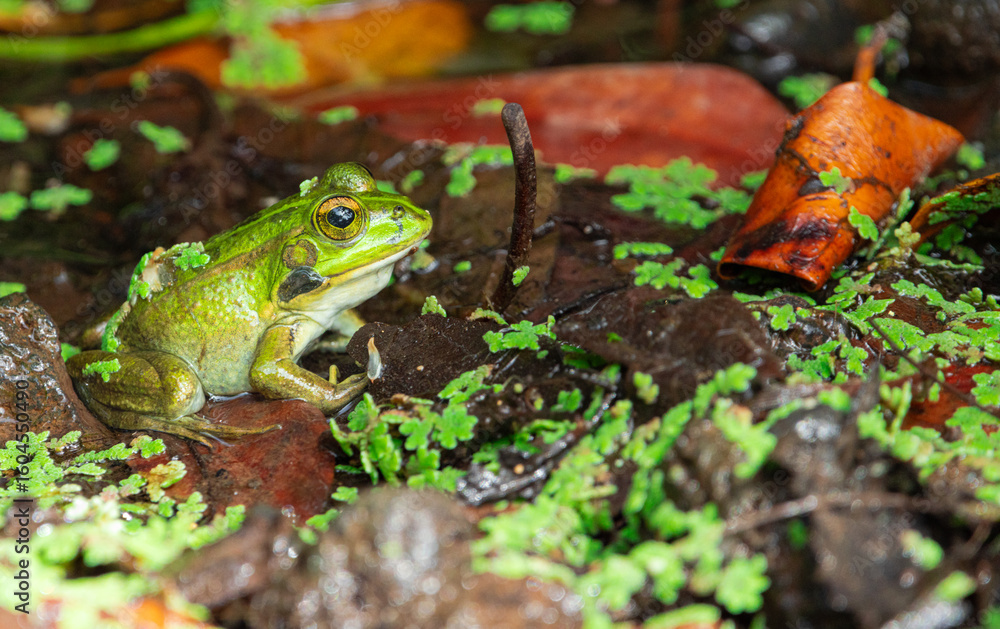 Fototapeta premium Perez's frog, (Pelophylax perezi), camouflaged with its surroundings on the edge of a pond, in Tenerife, Canary islands