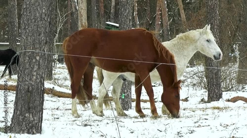 Bay and white horses walk in a snowy park in winter. Horseback riding, communication with horses, hippotherapy, horse breeding and care.
