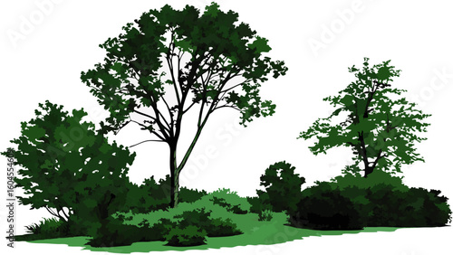 Lush Green Trees and Dense Foliage in a Serene Outdoor Landscape Scene