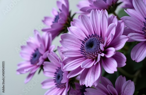 Pink and purple daisy flowers with vibrant petals and dark centers arranged in a bouquet