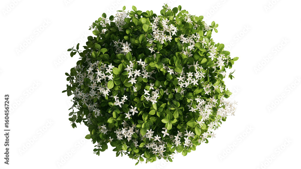 Obraz premium Top view of an isolated green bush with white flowers isolated on white background