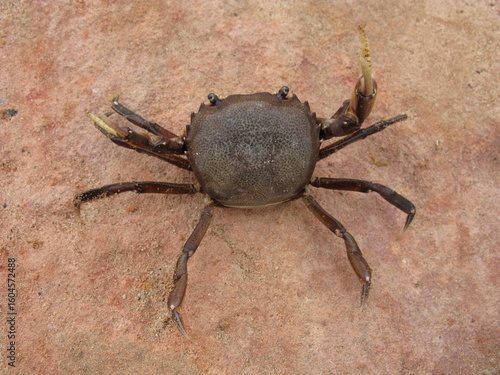 The Trichodactylidae are a family of crabs (Brachyura) and the only family within the superfamily Trichodactyloidea with 48 species in 15 genera. Amazon, Brazil.