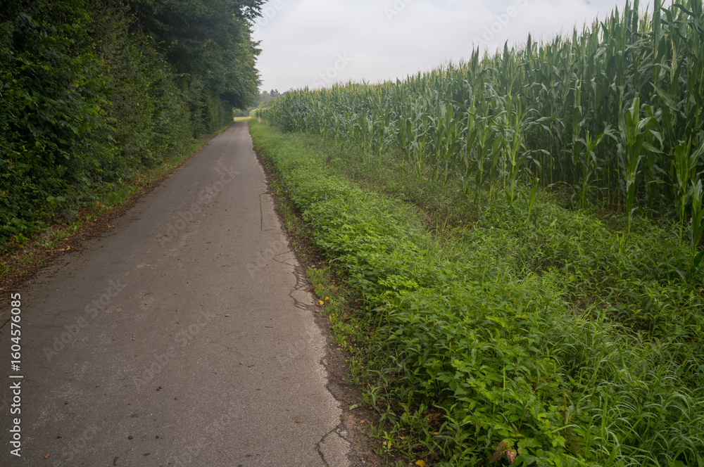 Obraz premium Narrow asphalt road leading through green field and forest landscape