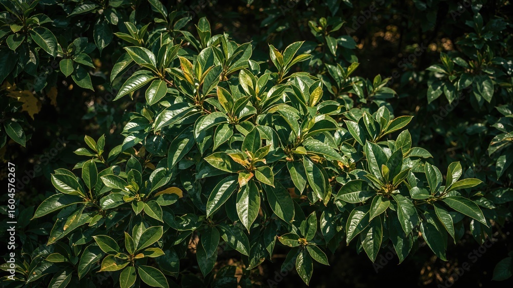 Fototapeta premium Abundant guava leaf trees amidst vibrant green forest landscape