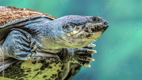 Portrait of a  South American River Turtle swimming in an aquarium. Podocnemis expansa, ZooParc de Beauval, Saint Aignan sur Cher, Loir et Cher 41, Région Pays de la Loire, France, Europe