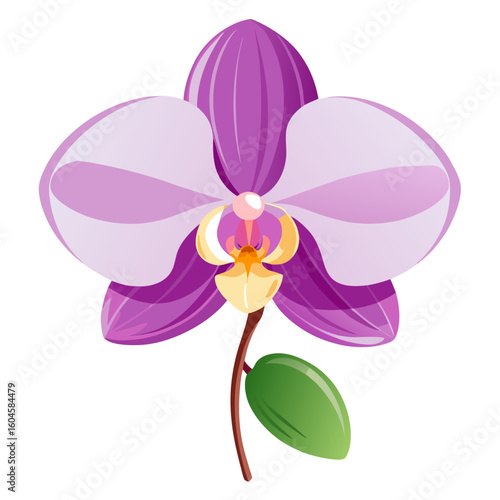 orchid isolated on white