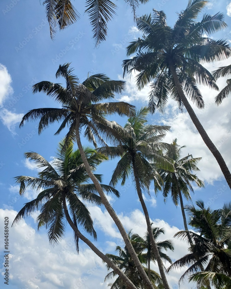 Obraz premium coconut palm trees
