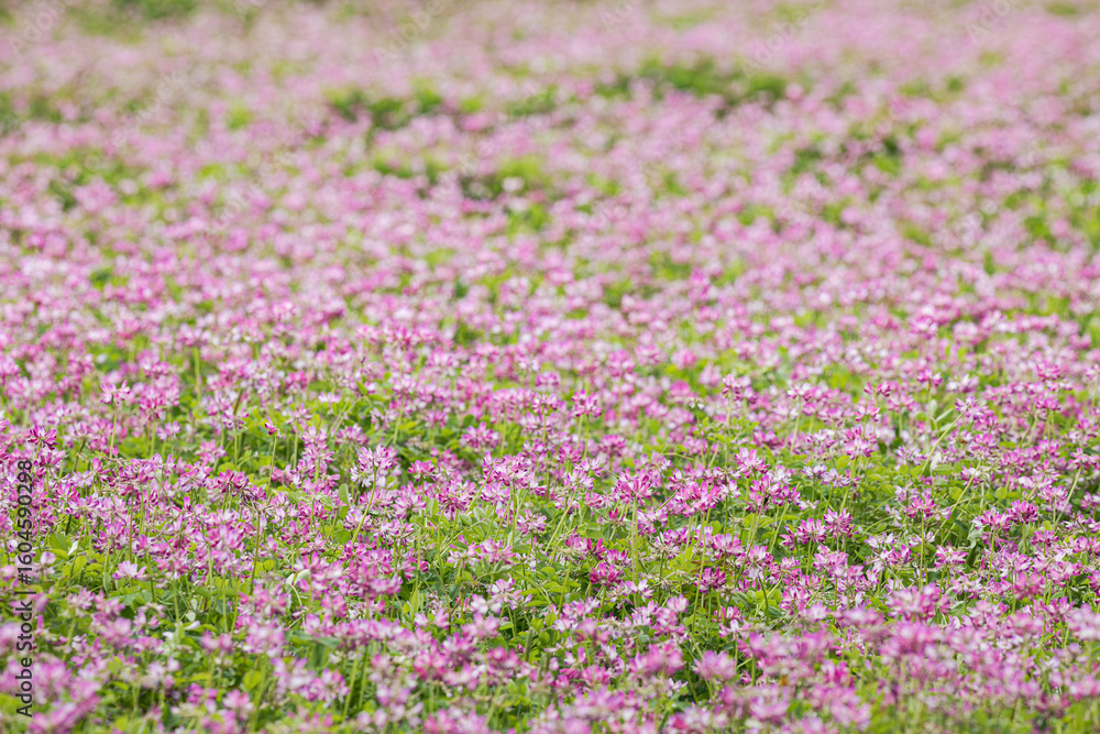 Fototapeta premium レンゲ畑