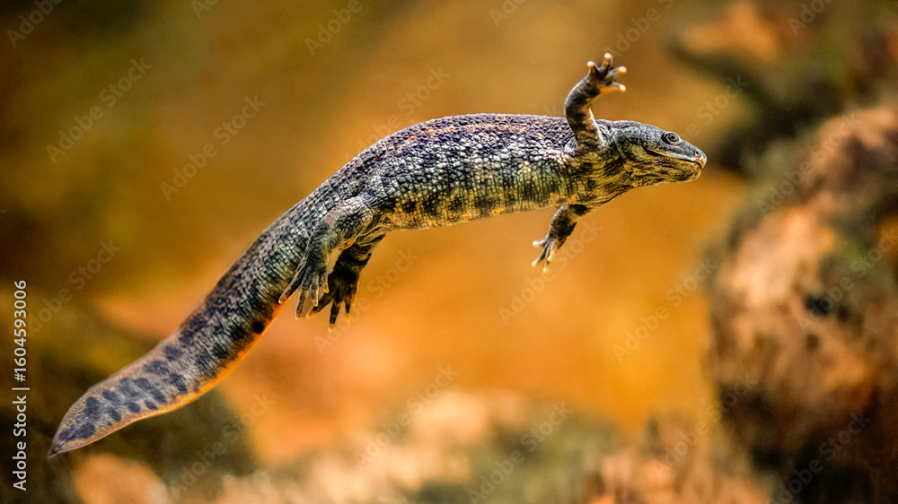 Obraz premium Spanish ribbed newt swimming underwater in a vivarium. Pleurodeles waltl, Aquarium de Touraine, Touraine, Indre et Loire 37, région Centre Val de Loire, France, European Union, Europe
