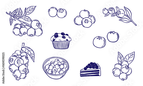 set illustration of blueberry sketch hand drawn