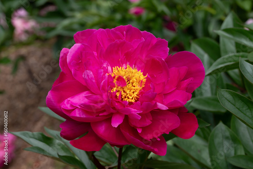 Vivid Pink Peony Flower Blooming Among Green Foliage Outdoors