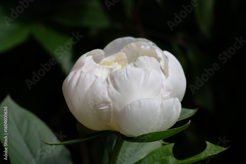 Close-Up of a Beautiful White Peony Blossom in Natural Light