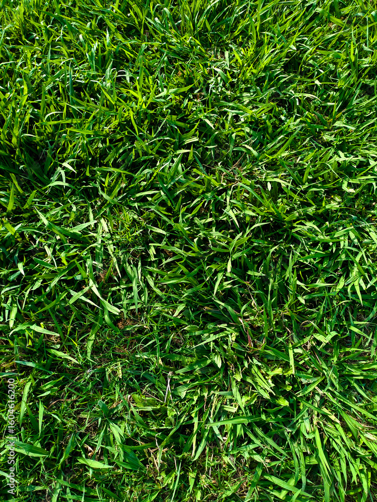 Obraz premium Vibrant Green Grass Texture: A Fresh, High-Resolution Nature Background for a Lush and Earthy Digital Experience.