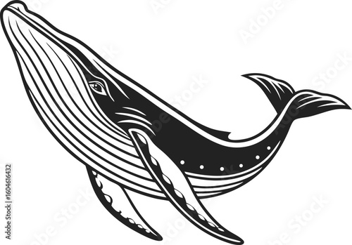 whale splash side view illustration transparent background

