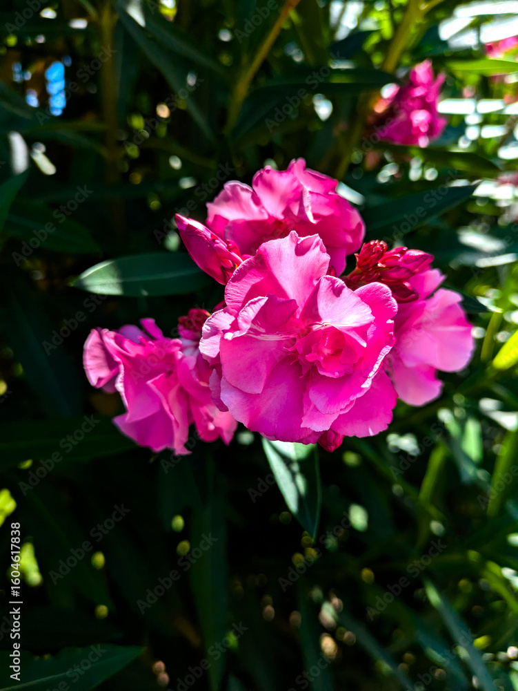 Vibrant pink oleander flowers blooming in natural sunlight, with soft petals and dark green foliage in the background, perfect for botanical, garden, and nature-themed visuals Vibrant pink oleander flowers blooming in natural sunlight, with soft petals and dark green foliage in the background, perfect for botanical, garden, and nature-themed visuals