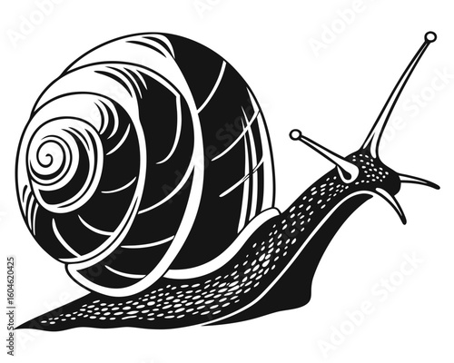 snail on white background