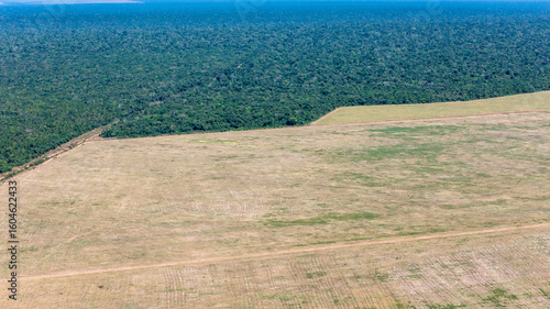 Soybeans farm plantation and deforestation of Xingu indigenous land in the Amazon rainforest. Environment, ecology, agriculture, conservation, nature, climate crisis, global warming. ecosystem, co2.