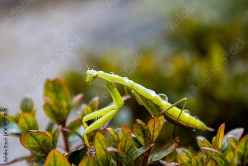 grüne Europäische Gottesanbeterin 6