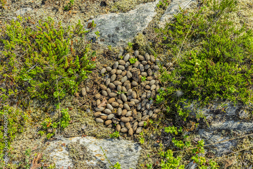 Elchlosung im Moorgebiet in Norwegen