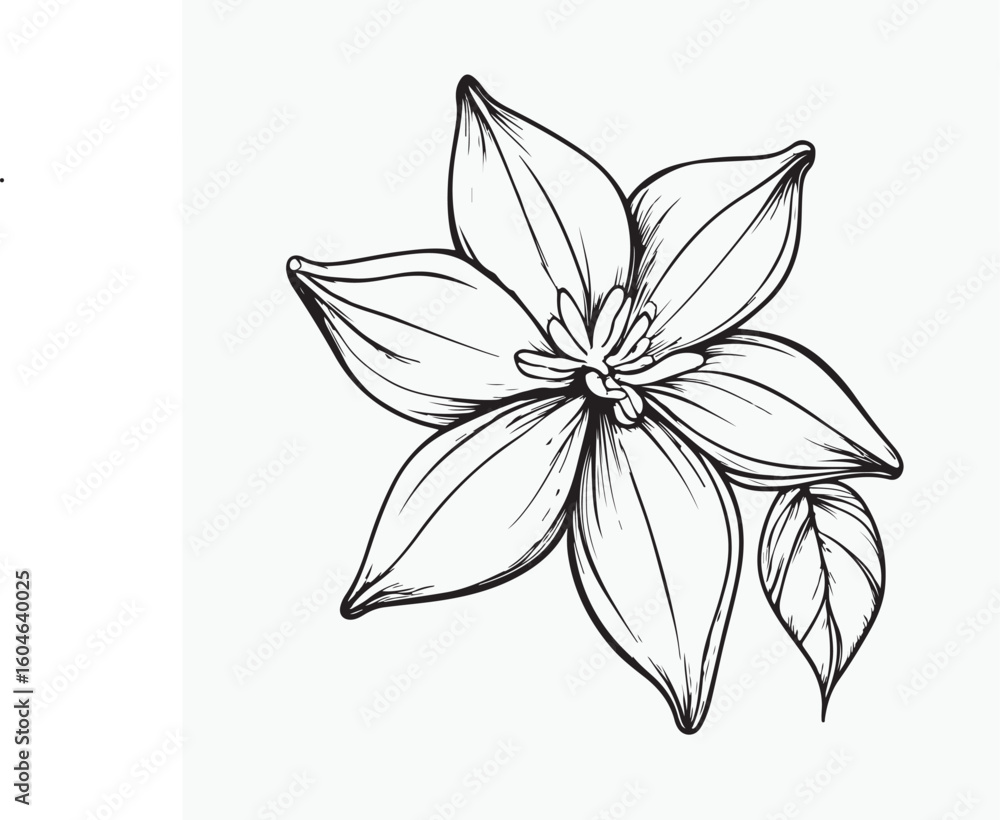 Fototapeta premium vector illustration of lily flower