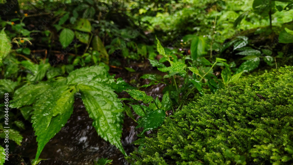 Fototapeta premium Lush Green Forest Floor with Moss and Stream