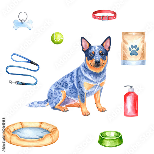 Dog with dog accessories. Seamless pattern, transparent background. Watercolor illustration. Australian Cattle Dog