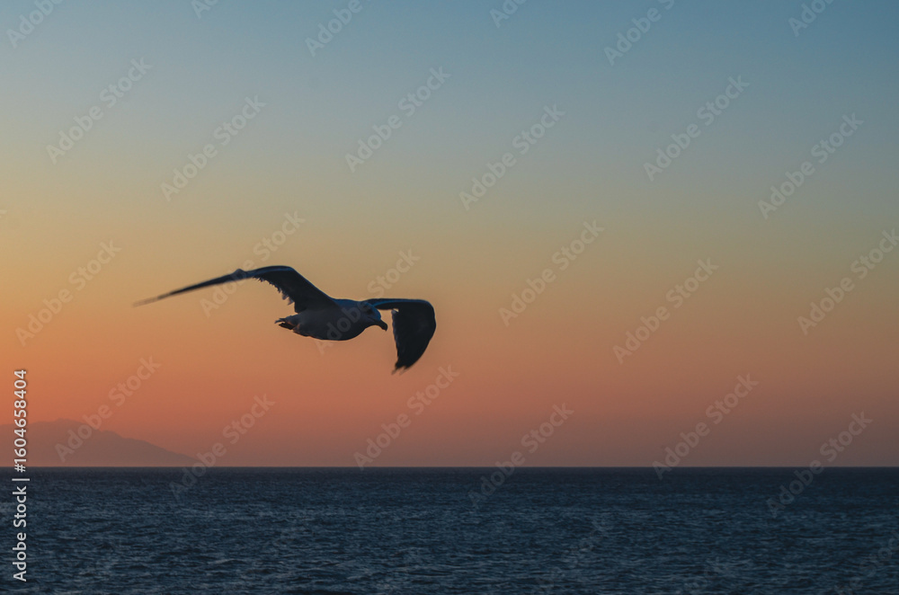 Naklejka premium Seagull Flying Over Calm Sea at Sunset