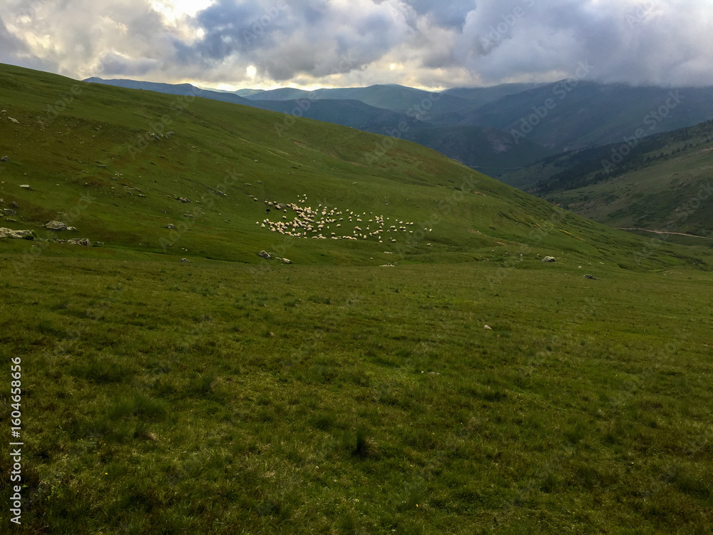 Fototapeta premium Flock of Sheep Grazing in Turkish Highlands